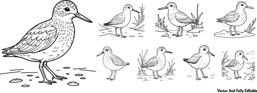 Sandpiper hand drawing coloring page and outline vector design