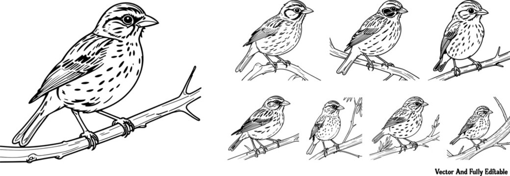 Savannah Sparrow hand drawing coloring page and outline vector design