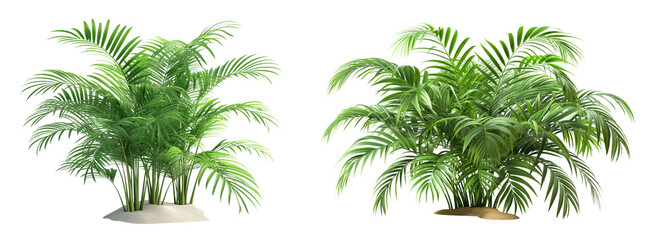 Poster - Tropical Green Palm plant with leaves isolated on white or transparent background png