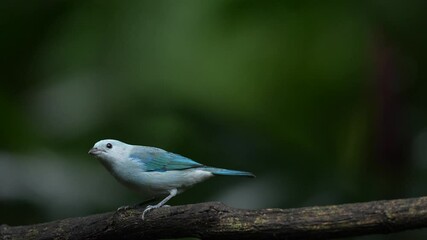 Wall Mural - Blue bird from Costa Rica. Blue-gray tanager on mossy branch in green vegetation with yellow flowers.. Light blue bird from jungle. Cute bird from Costa Rica, America. Wildlife scene from nature.