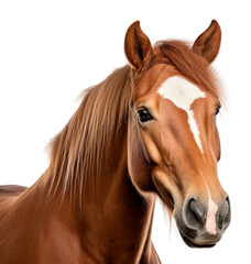 Poster - PNG Horse animal mammal white background.