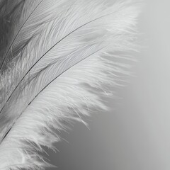 Canvas Print - Soft White Feathers Close Up.