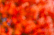 © be free - Orange autumn leaves defocused background. Autumn nature. Seasonal blur backdrop. Autumn leaves orange blurred background. Blurred background. Fall leaves autumnal background