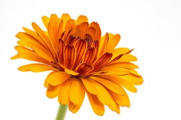 Wall Mural - Beautiful orange calendula flower on white background