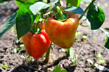 a plant with red and yellow peppers growing on it 