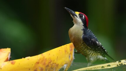 Wall Mural - woodpecker on the fruit feeder. black-cheeked woodpecker, animal behaviour, sitting on the branch wi