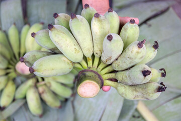 Fresh, green bananas handpicked and arranged on leaves, showcasing their vibrant color and natural beauty.