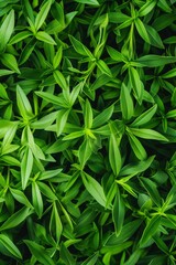 Wall Mural - Tarragon texture background, estragon leaf banner, Artemisia dracunculus pattern, fresh herbal leaves