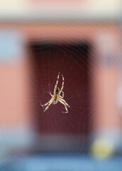 small spider on web close up