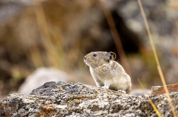 collared pika in autumn in denali national park alaska