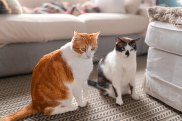 two domestic white cats interact in the living room