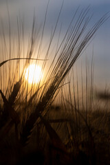 Wall Mural - the yellow sun at sunset in a field with a harvest of rye cereals