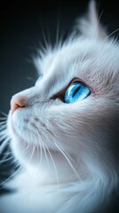 White cat with blue eyes, close-up view. Serenity and beauty concept