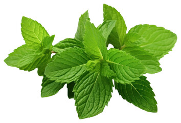 Sticker - PNG Mint leaves plant herbs leaf.