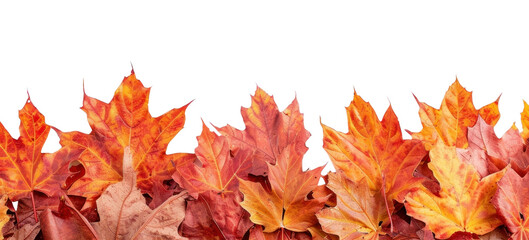 Sticker - PNG  Maple backgrounds plant leaf.