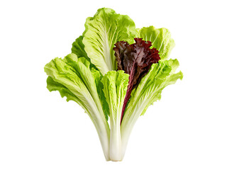 Poster - Mixed_lettuce_(Batavia,_Lollo_Bionda,_Romaine,_Red_Oak,_Lollo_Rosso),_isolated_on_a_white_background,_captured_with_full_detail_and_depth.