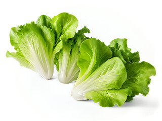 Aufkleber - Mixed_lettuce_leaves,_isolated_on_a_white_background,_with_a_clipping_path_and_full_depth_of_field.