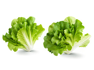 Aufkleber - Mixed_lettuce_leaves,_isolated_on_a_white_background,_with_a_clipping_path_and_full_depth_of_field.