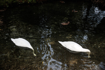 swans on the lake