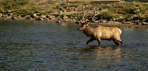 elk in the river