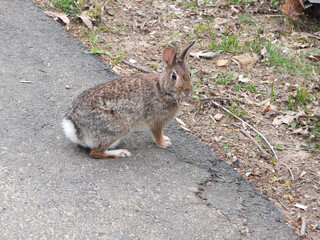 wild rabbit in the garden