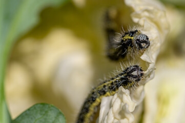 Caterpillar of the Large White Butterfly, Pieris brassicae, eating cabbage leaves