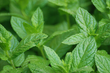 fresh mint leaves in the garden in the spring