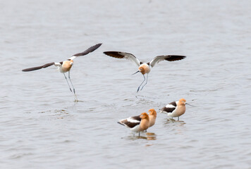 american avocets during courtship and mating season