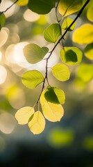 Poster - Sunlit leaves with blurred background, nature tranquility concept