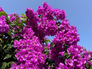 Wall Mural - Pink blossom of bougainvillea bush