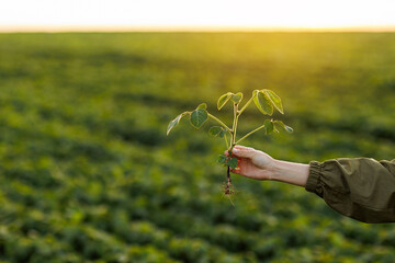 Close up of soybean plant in farmer's hand on natural cultivated soya field background. Agriculture environmental protection. Crops care concept and control of growth and development of sprouts.