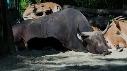 Wall Mural - Banteng, Bos javanicus or Red Bull. It is a type of wild cattle But there are key characteristics that are different from cattle and bison: a white band bottom in both males and females.