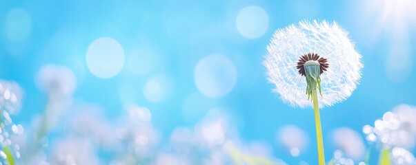 Wall Mural - dandelions on blue blur bokeh light background