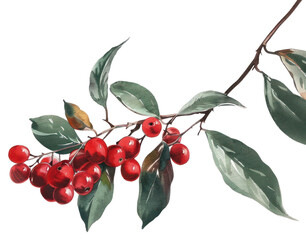 Canvas Print - PNG A winter berry produce cherry fruit.