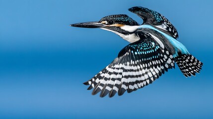 Wall Mural - Pied Kingfisher Bird Flying Under Blue Sky, Photo Realistic, Wallpaper, Cover and Screen for Smartphone, PC, Laptop, 9:16 and 16:9 Format