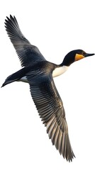 Wall Mural - Black-necked Grebe Bird Flying on White Background, Photo Realistic, Wallpaper, Cover and Screen for Smartphone, PC, Laptop, 9:16 and 16:9 Format