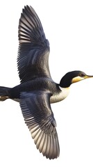 Wall Mural - Black-necked Grebe Bird Flying on White Background, Photo Realistic, Wallpaper, Cover and Screen for Smartphone, PC, Laptop, 9:16 and 16:9 Format