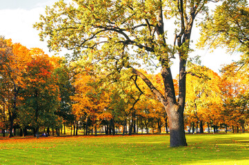 Wall Mural - Autumn tree in the picturesque park, autumn landscape in vintage tones