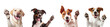 © Majed - Dogs giving high five, Set of dog rising hands, isolated on transparent background png