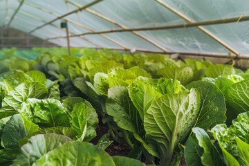 Beautiful indoor lettuce crop in a greenhouse Beautiful indoor lettuce crop in a greenhouse - horticulture concepts