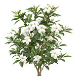 A lush gardenia plant with vibrant white flowers and thick green leaves, creating a striking visual on a Transperant background..