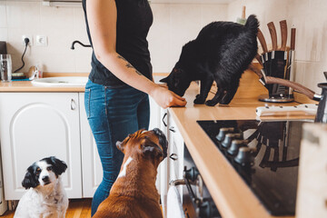 A person feeding a black cat on a kitchen counter while two dogs watch eagerly from the floor. The kitchen has light-colored walls and wooden surfaces, creating a cozy atmosphere.