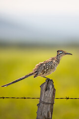 bird on trunk