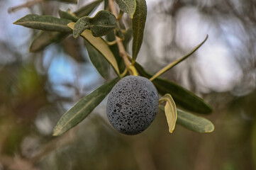 Olive tree with black olives ready for harvesting. in the countryside.1