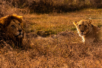 Lions at Ngorongoro Conservation Area, Tanzania