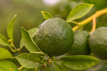 Wall Mural - Close-Up of Green Oranges on Tree Branch - Fresh Citrus Fruit Growing in Natural Orchard Setting