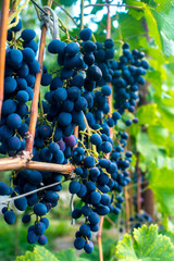 Wall Mural - Ripe grapes