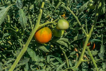 Wall Mural - Tomatoes in the garden