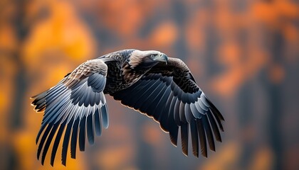 Wall Mural - Majestic hawk in flight against a vibrant autumn backdrop, embodying the spirit of wild nature in dynamic motion