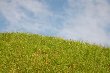 Lush green grass in a field with a blue sky and white clouds above.